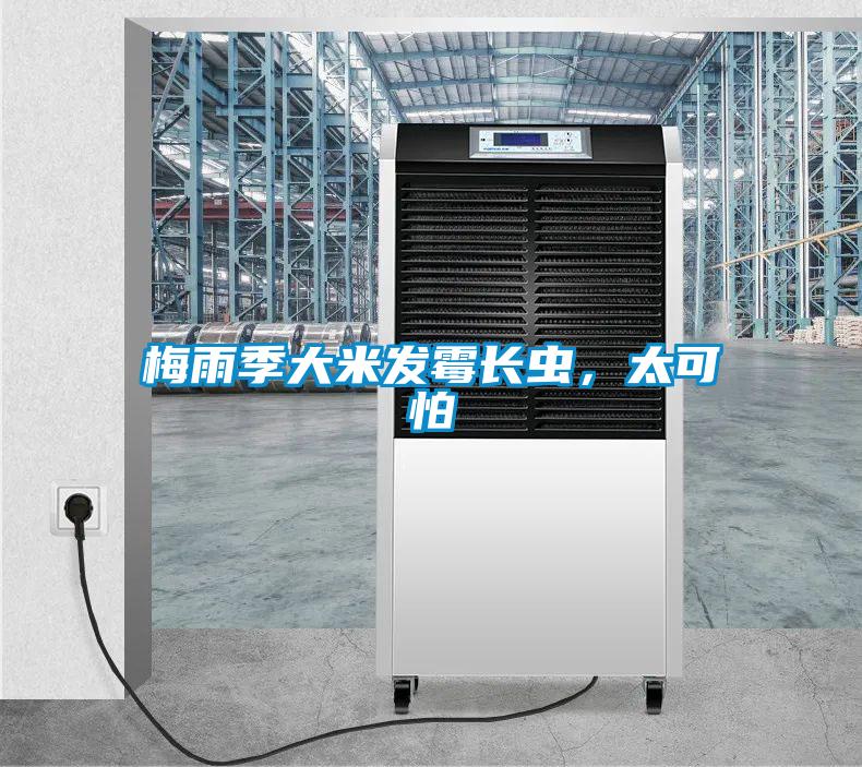 梅雨季大米發霉長蟲,太可怕