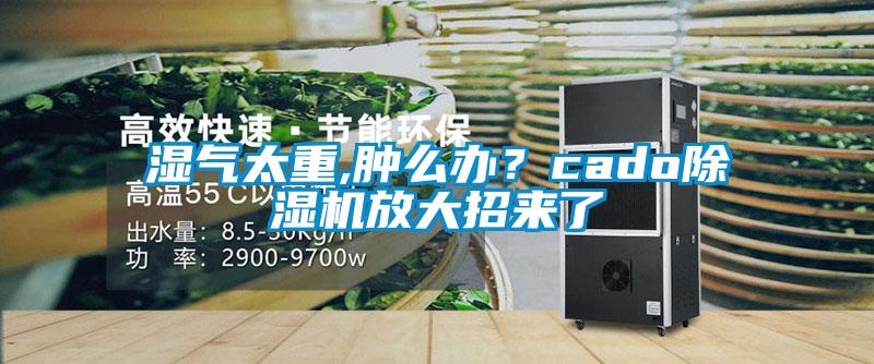 濕氣太重,腫么辦?cado除濕機(jī)放大招來了